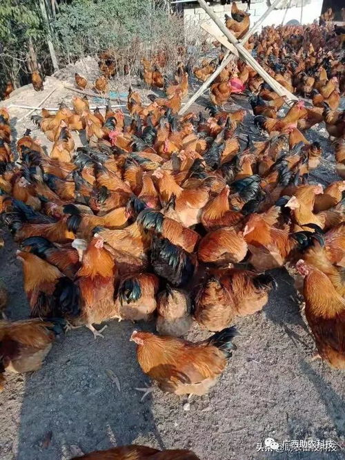 疫情下家禽養殖場飼料短缺與銷售受阻的應急解決方案