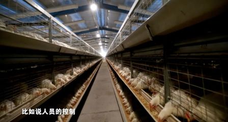 疫情當前，家禽養(yǎng)殖防病指南 筑牢生物安全防線