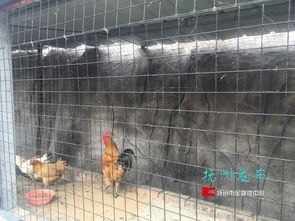 夢湖動物園 當“動物園”邂逅家禽養殖，一場關于認知與期待的碰撞