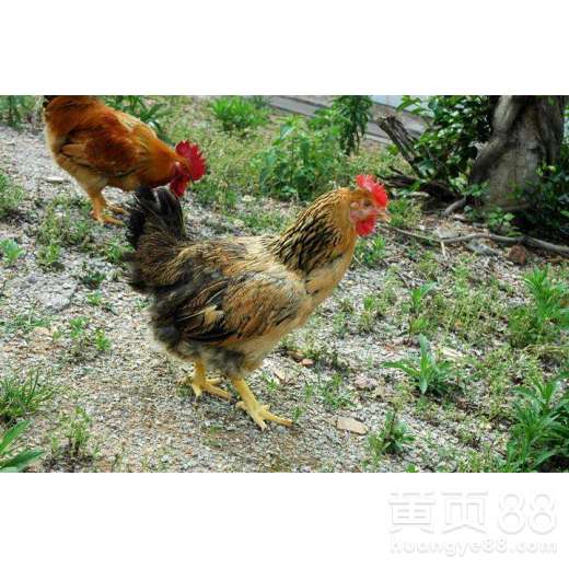家禽養殖技術指南 墾利雞苗與活雞苗購買渠道及龍頭企業推薦